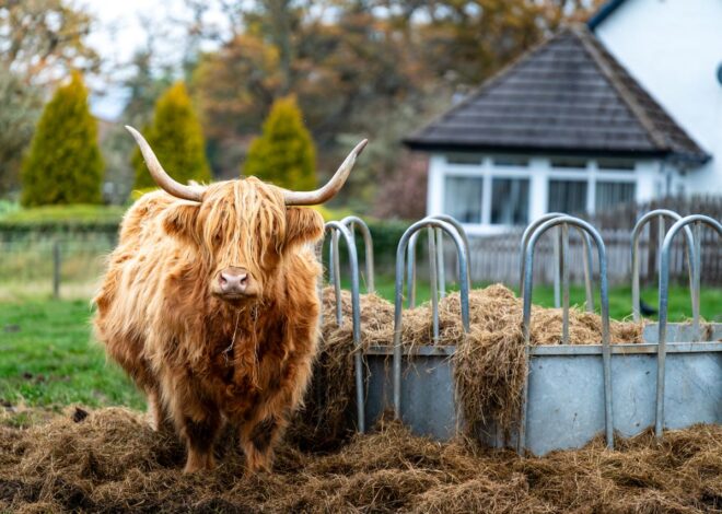 10 Best Farm Stays in Ontario for Animal Lovers