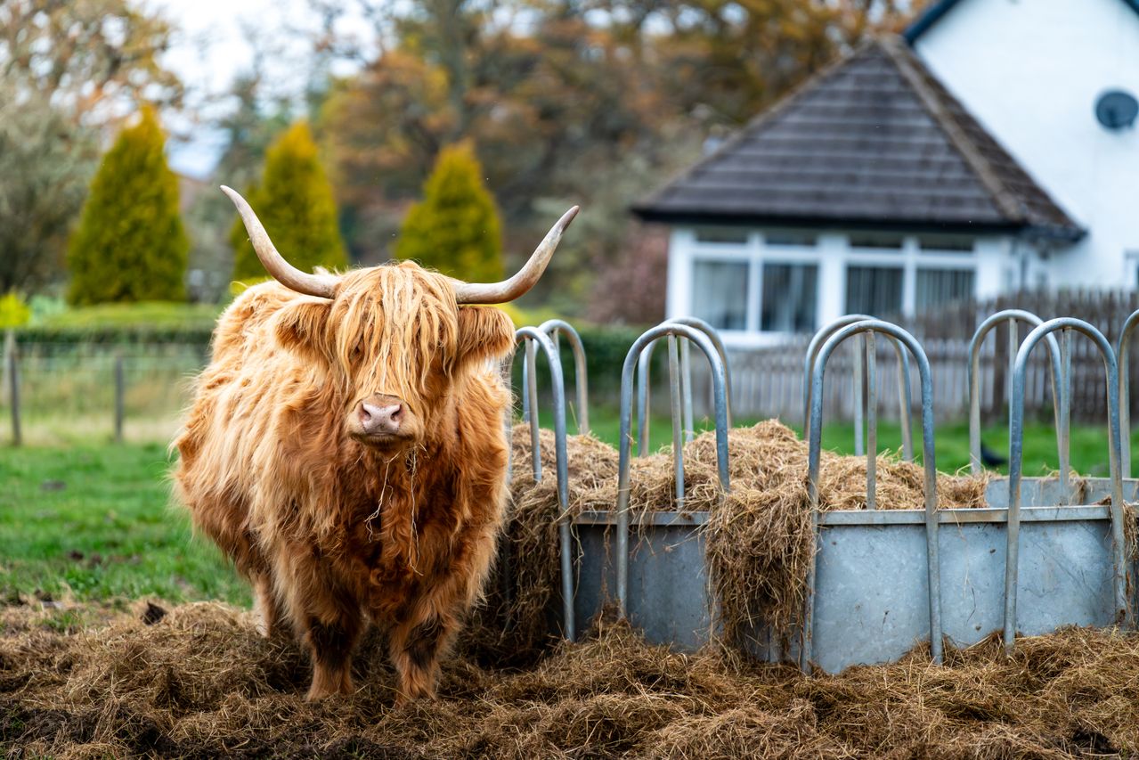10 Best Farm Stays in Ontario for Animal Lovers